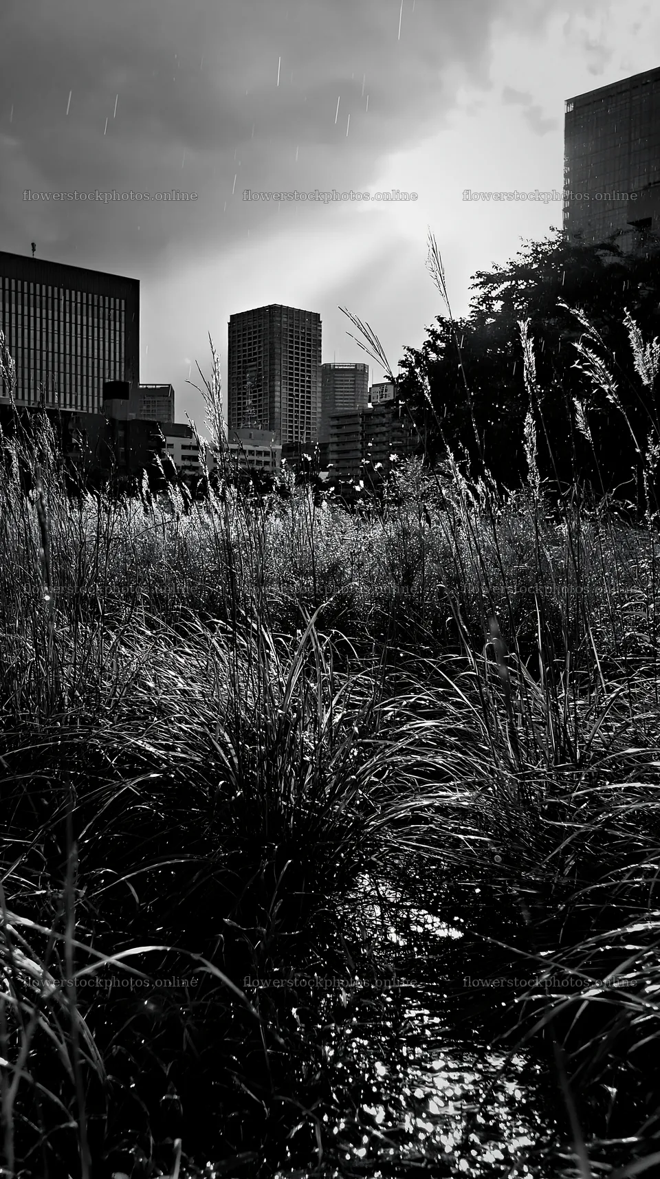 Tokyo urban biodiversity meadow showing seedheads and buildings – flower stock photos 5938x10608