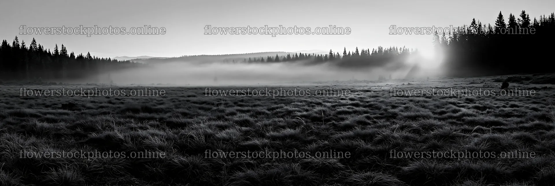 Frosty meadow sunrise with mist and trees in the background – flower stock photos 13690x4602
