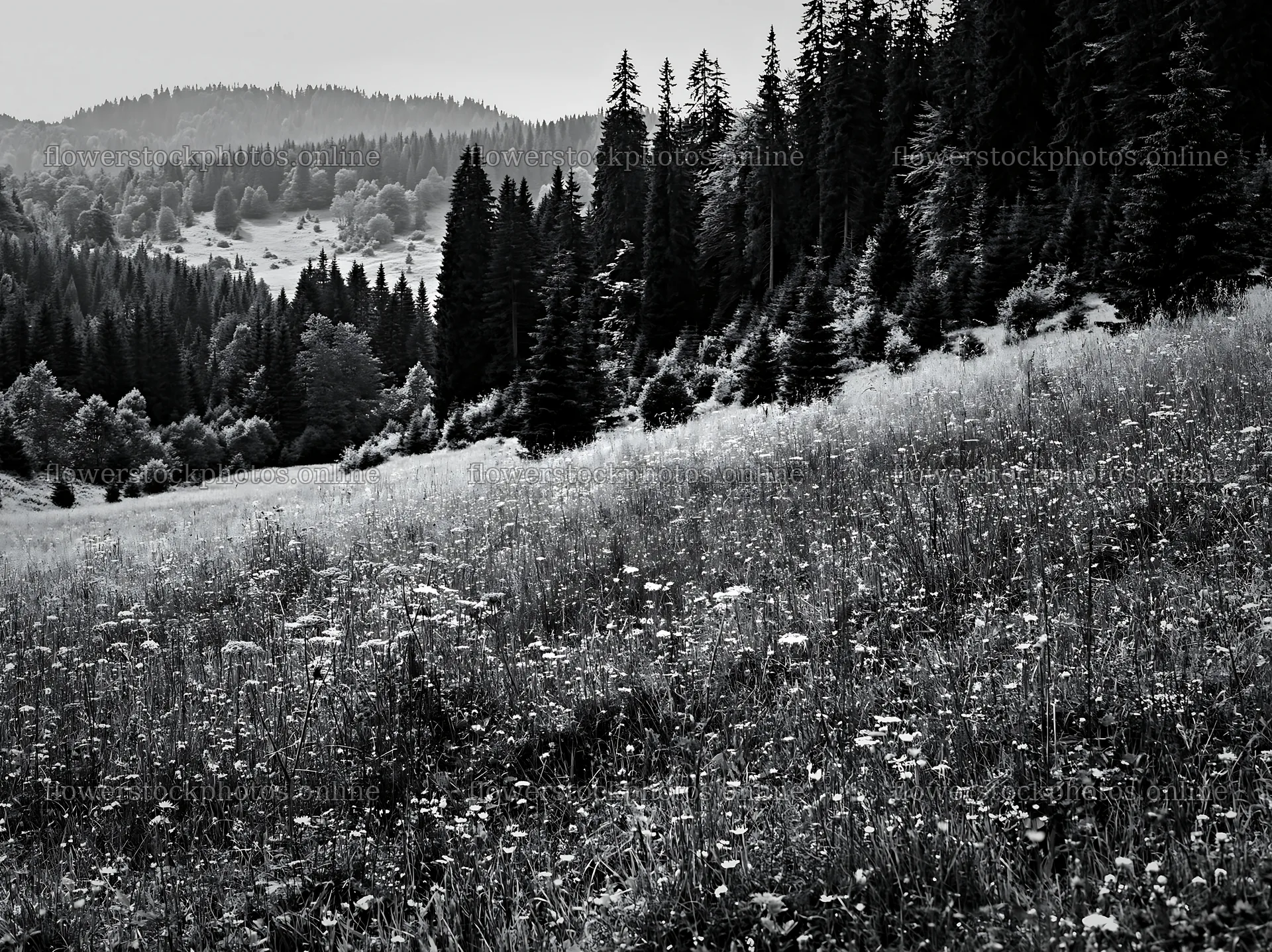 Regenerative meadow with wildflowers and surrounding forests – flower stock photos 9174x6866
