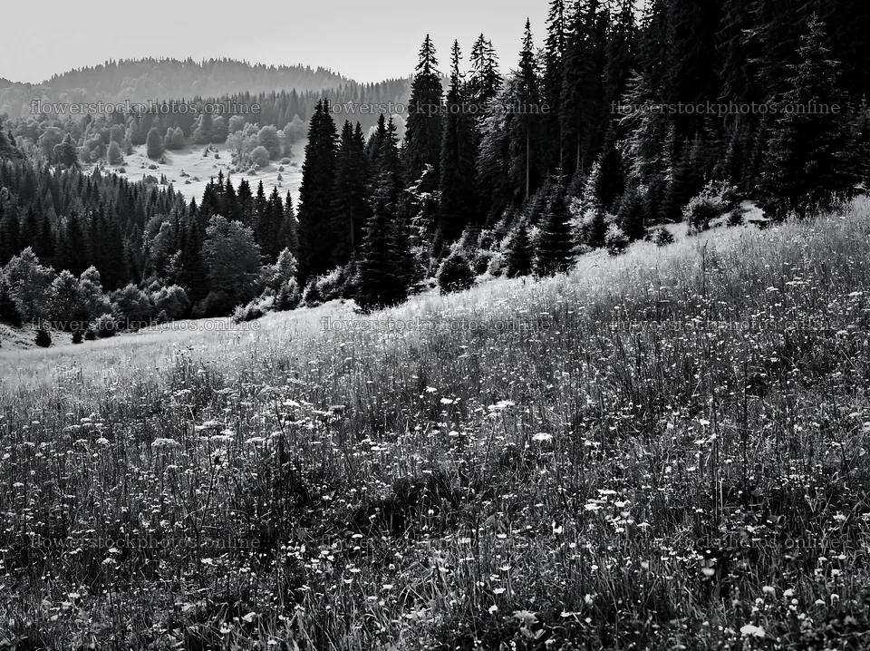 Regenerative meadow with wildflowers and surrounding forests – flower stock photos 9174x6866