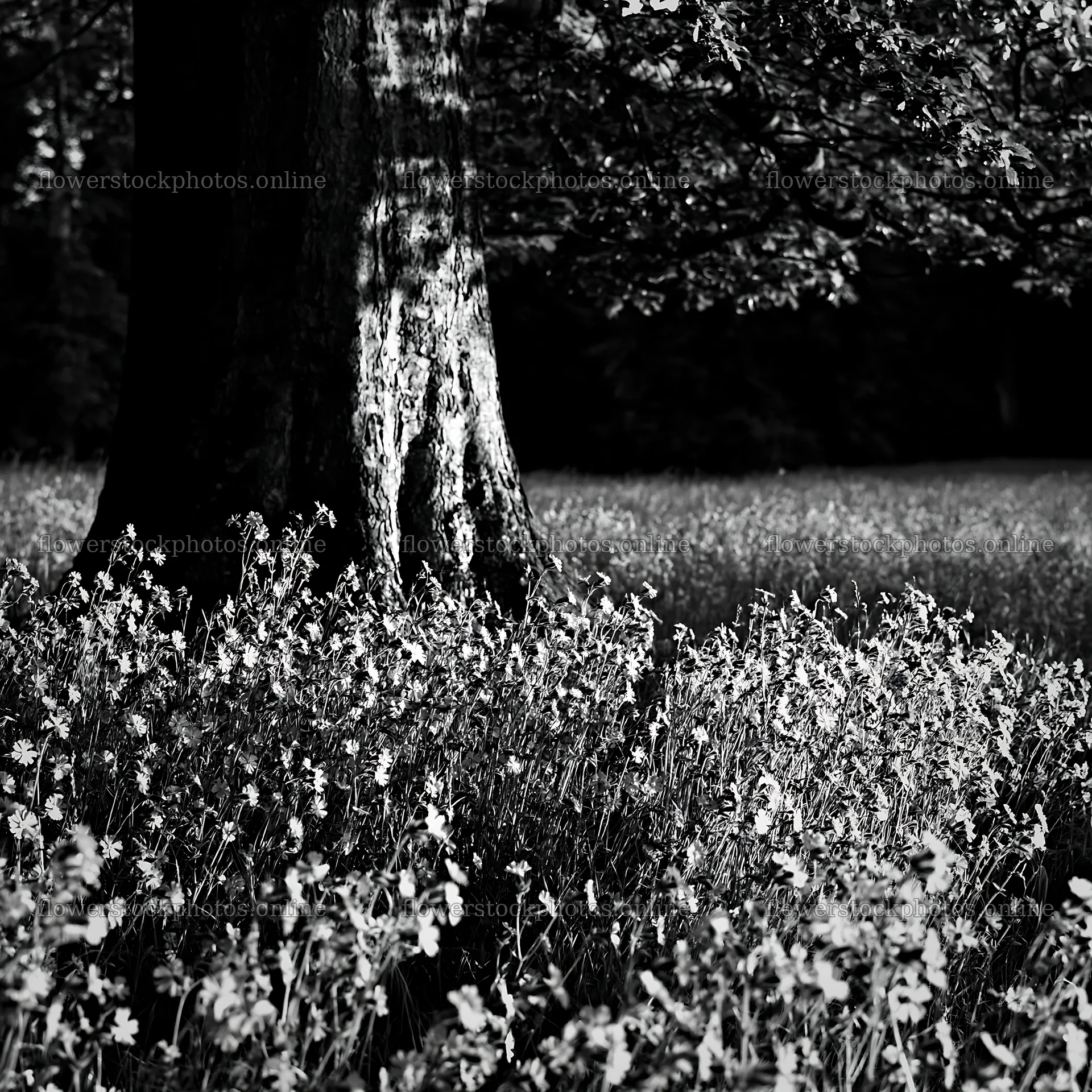 Pink campion meadow in sunlight near a tall tree – flower stock photos 7938x7938