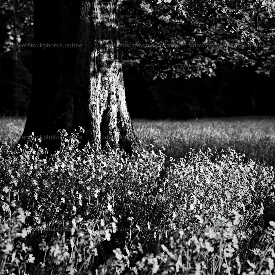 Pink campion meadow in sunlight near a tall tree – flower stock photos 7938x7938