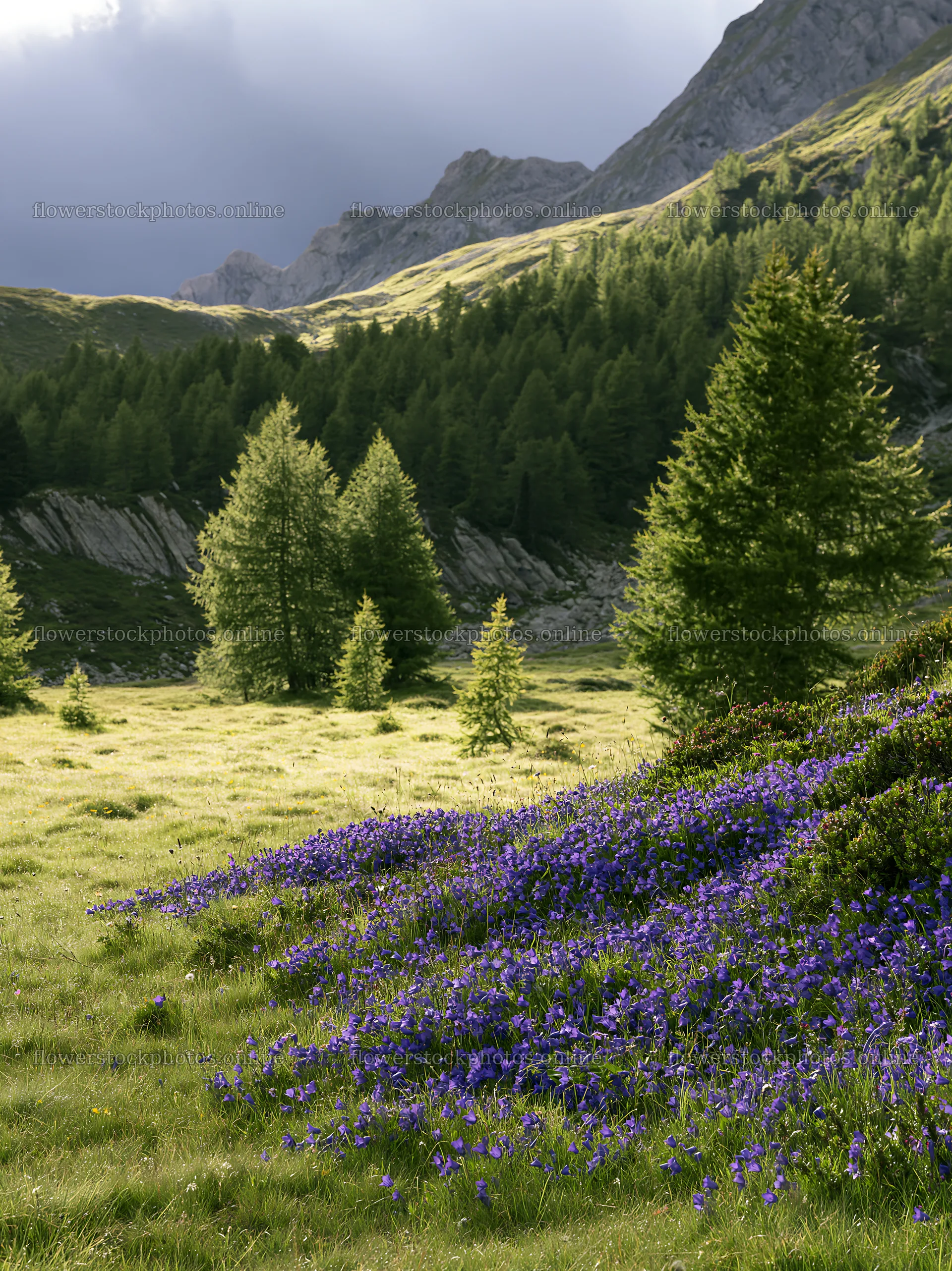 Campion bellflower meadow in mountain landscape – flower stock photos 6866x9174
