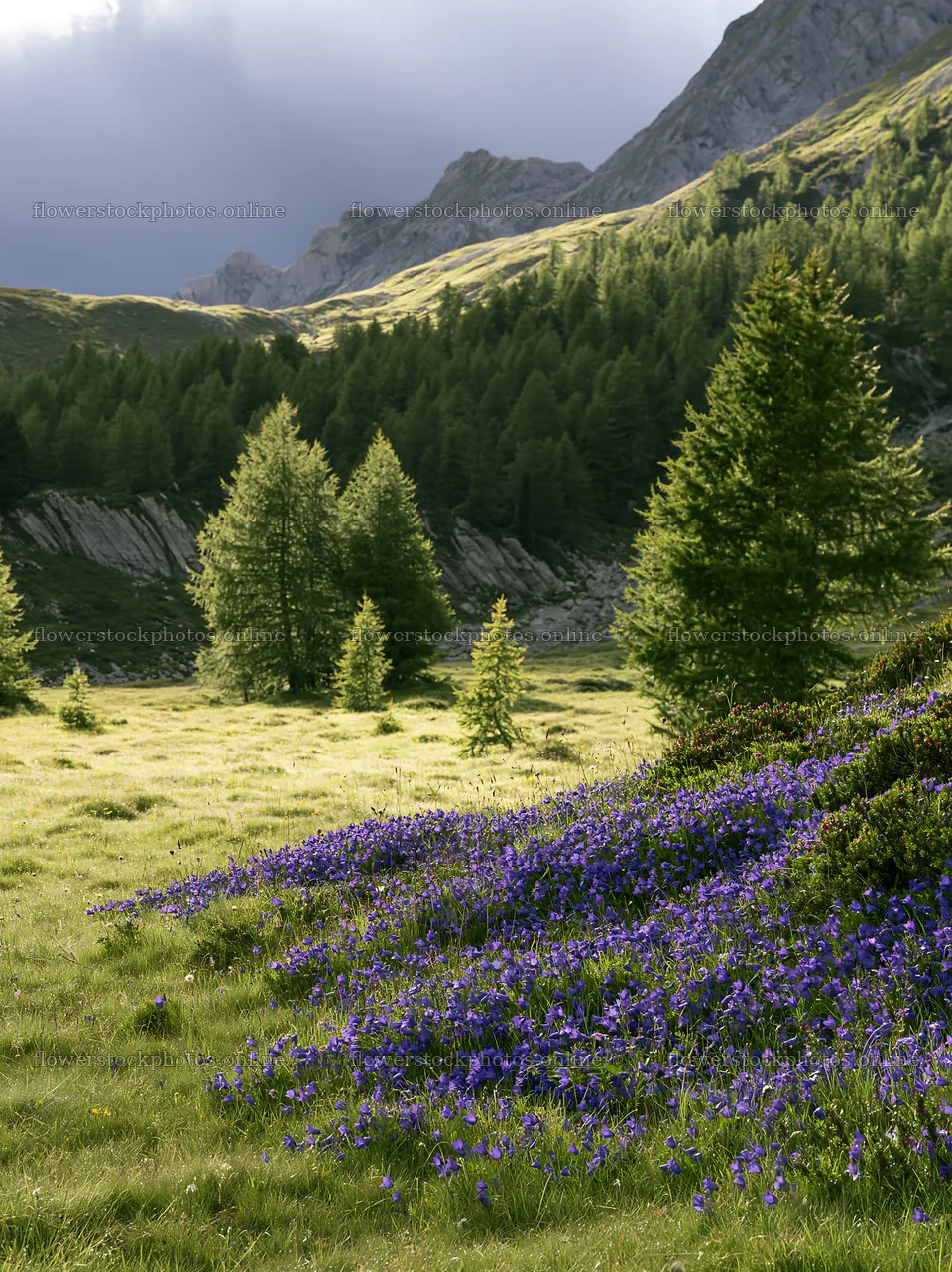 Campion bellflower meadow in mountain landscape – flower stock photos 6866x9174