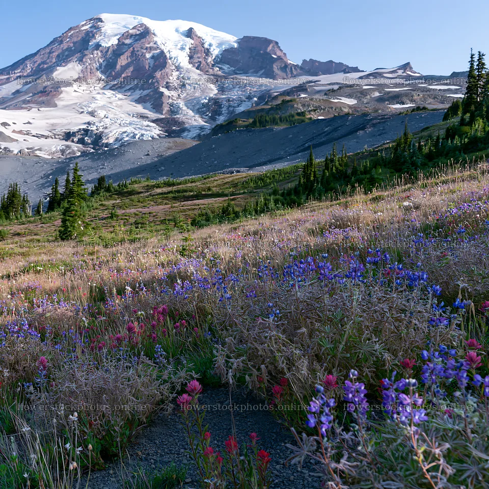 Mount Rainier meadow with paintbrush and lupine flowers – flower stock photos 7938x7938