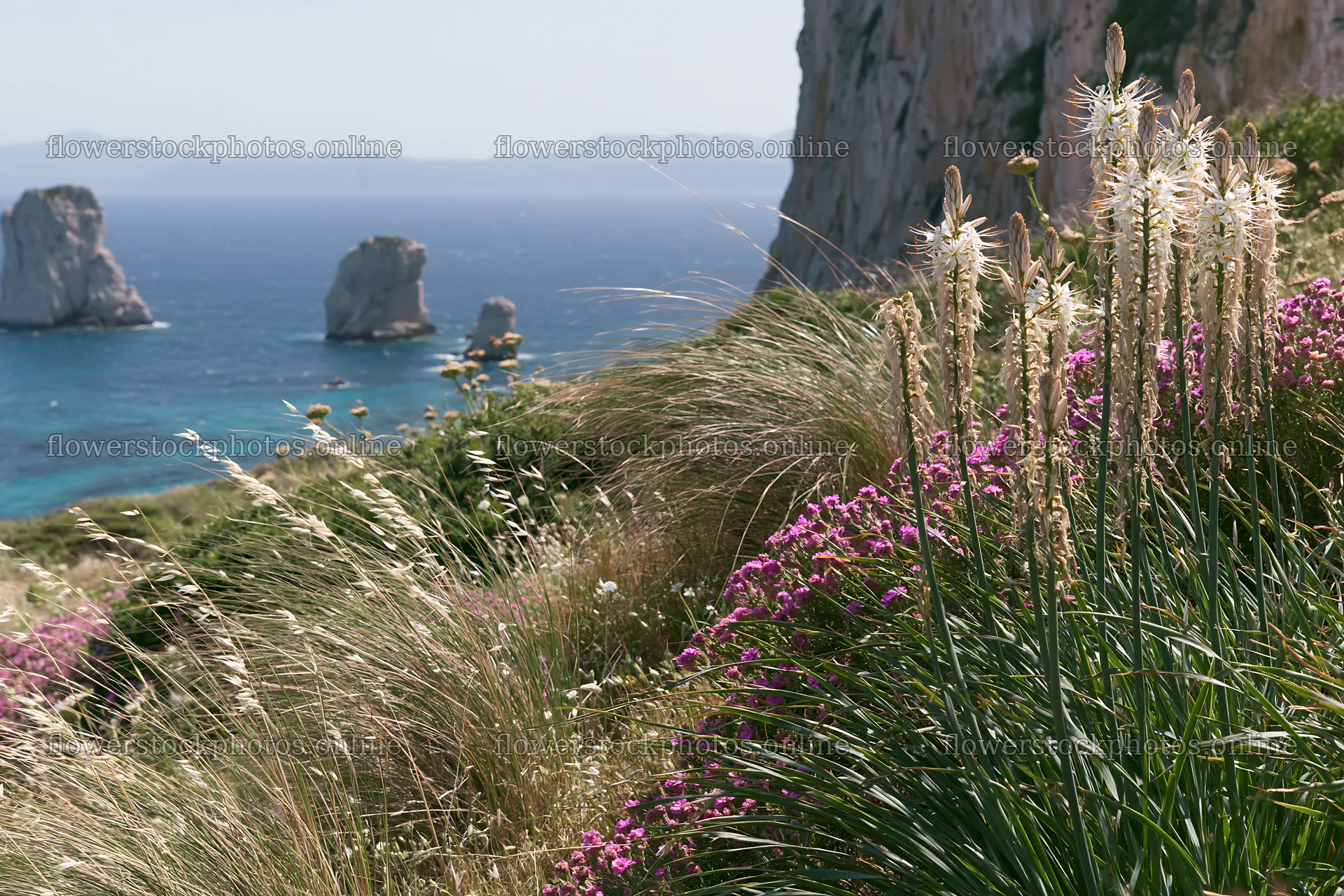 Clifftop meadow with flowers overlooking the ocean – flower stock photos 9722x6480