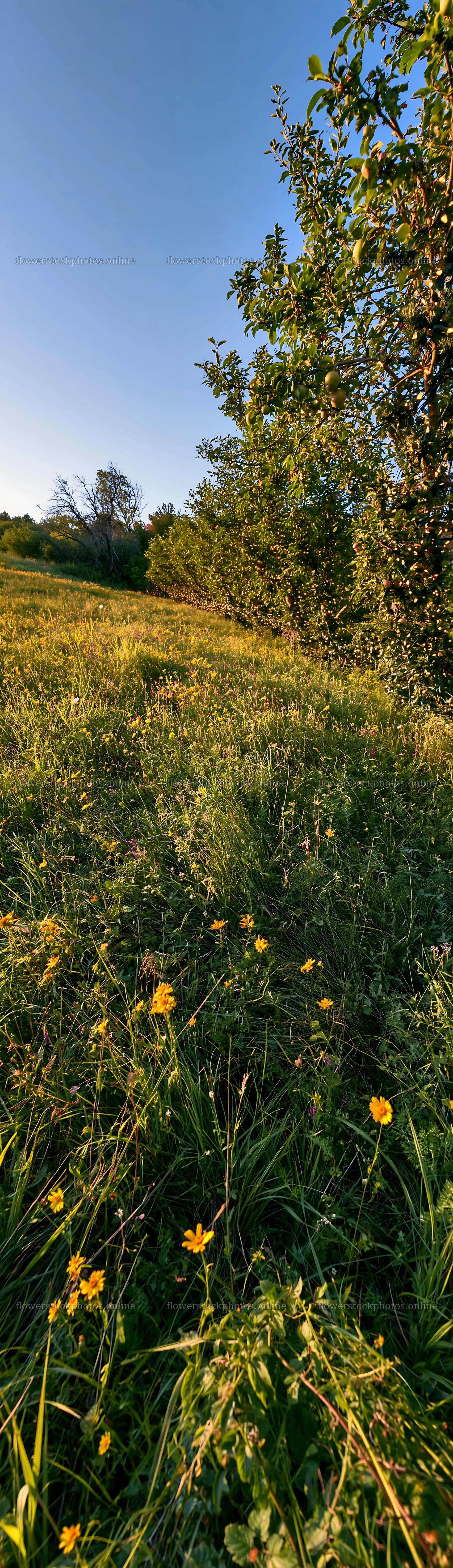 Apple trees in meadow with flowers at sunset – flower stock photos 4268x14762
