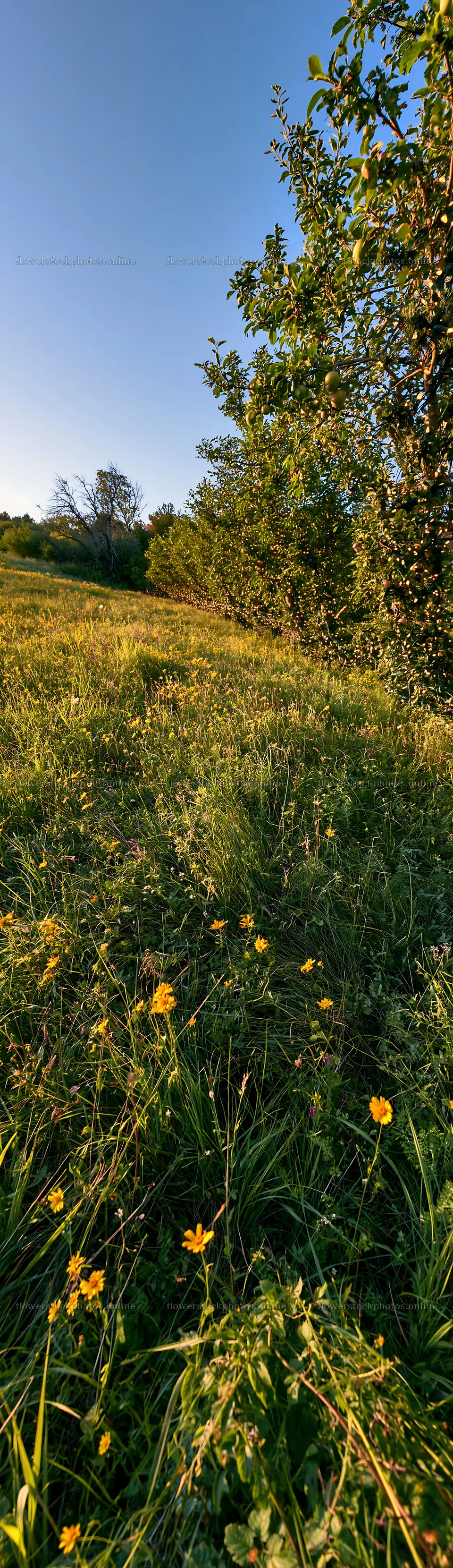 Apple trees in meadow with flowers at sunset – flower stock photos 4268x14762