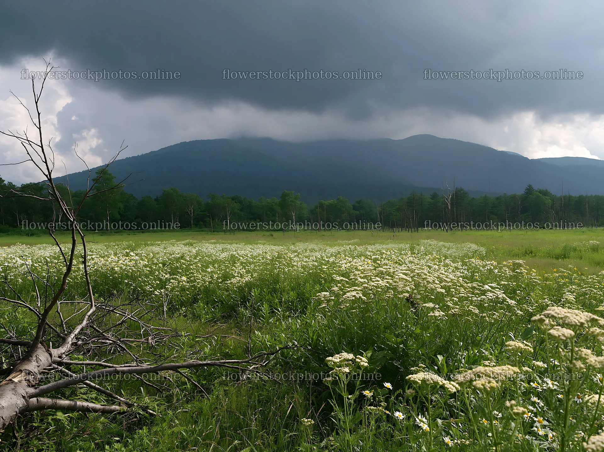 Yamagata rewilded meadow with fallen branch in foreground – flower stock photos 9174x6866