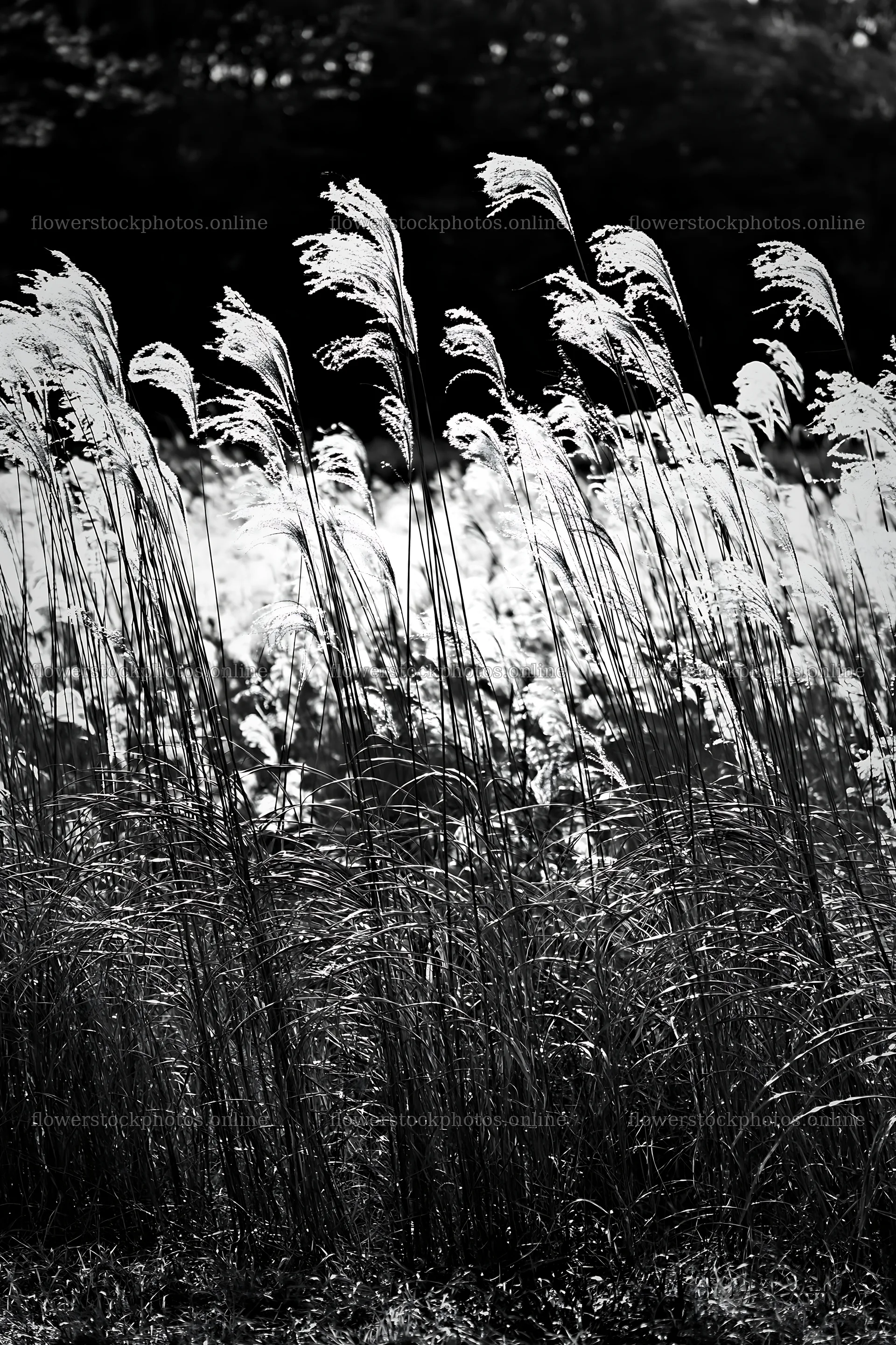 Tokyo urban biodiversity meadow with seedheads in sunlight – flower stock photos 6480x9722