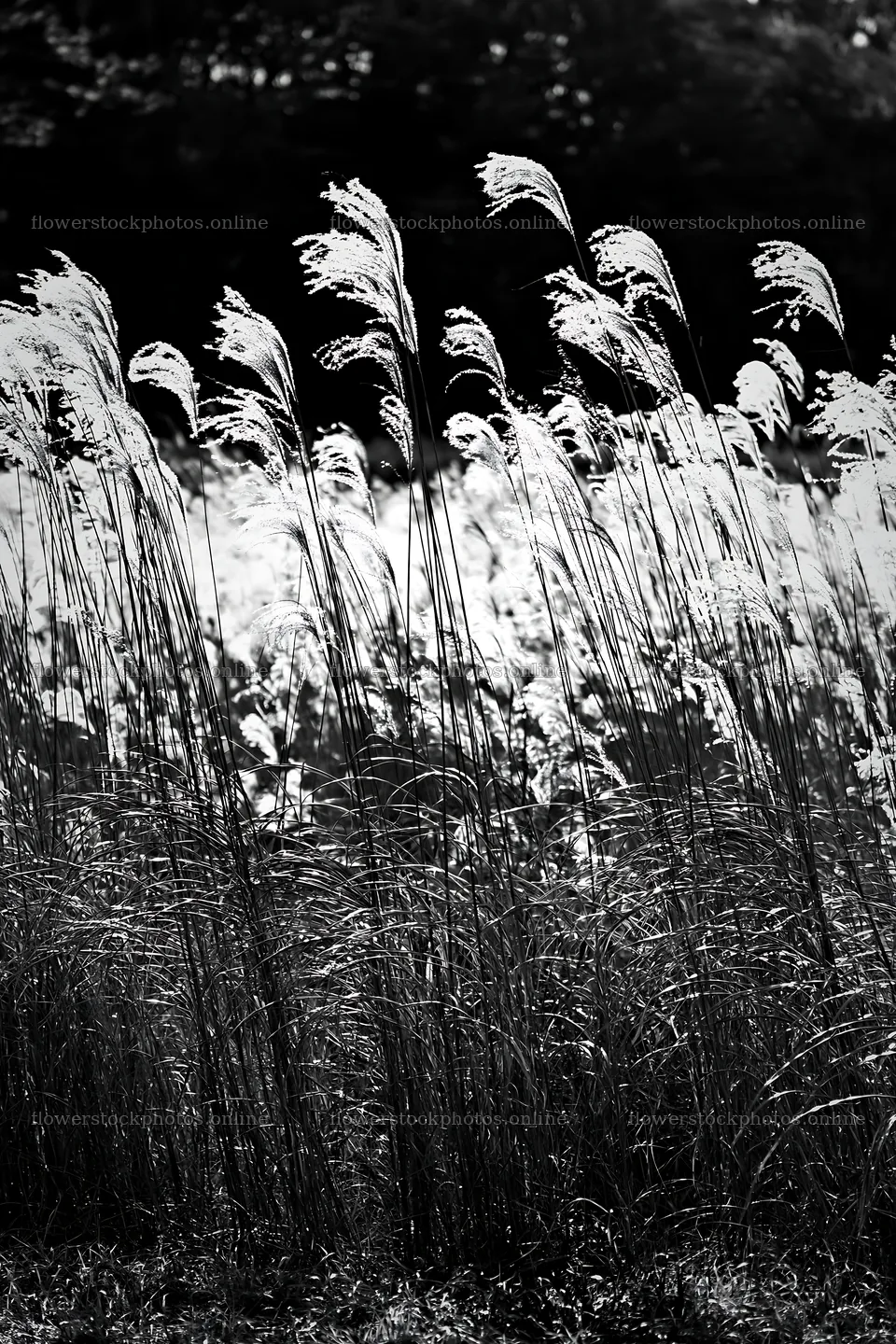 Tokyo urban biodiversity meadow with seedheads in sunlight – flower stock photos 6480x9722
