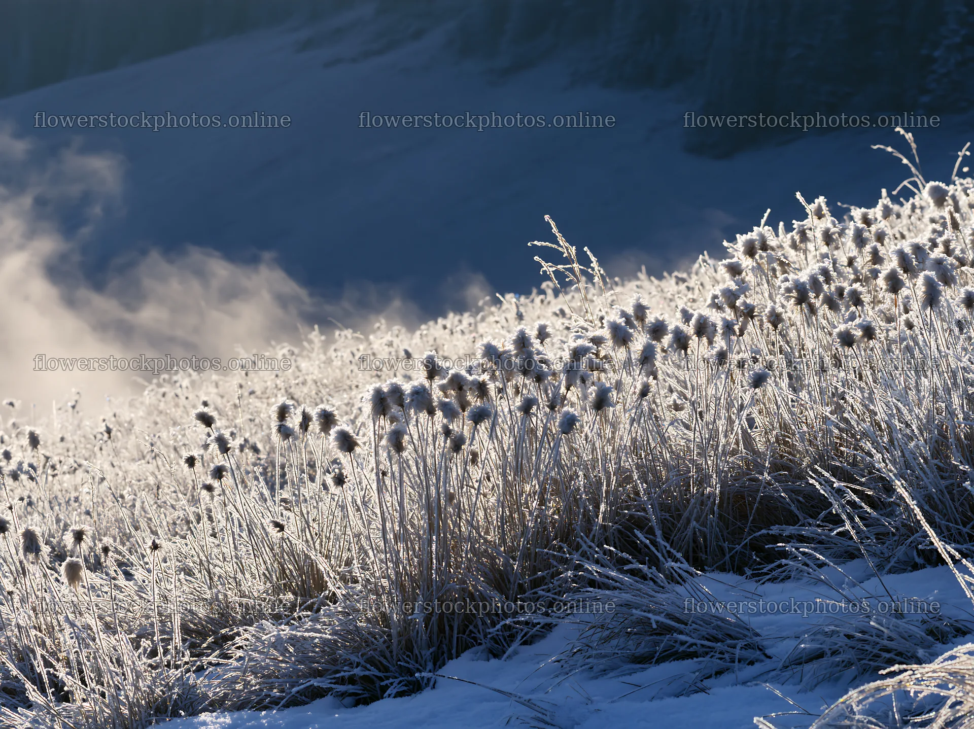 Meadow with frozen plants during winter in whiteout conditions – flower stock photos 9174x6866
