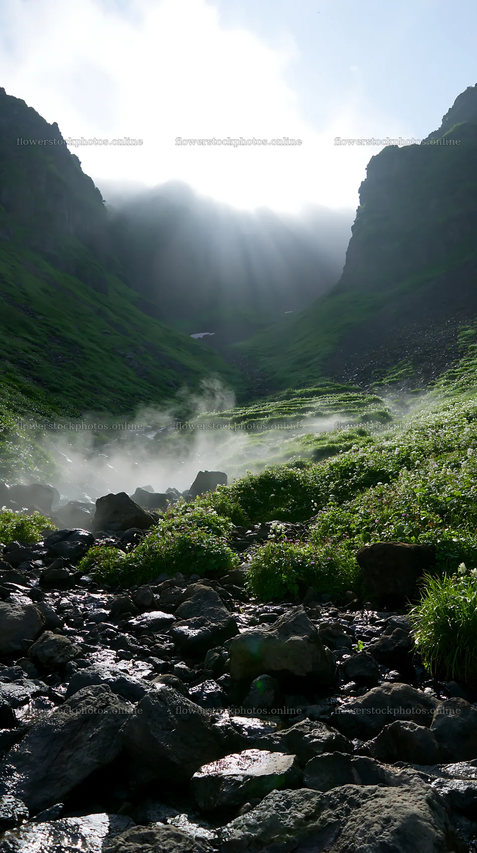 Daisetsuzan alpine meadow light rays illuminating landscape – flower stock photos 5938x10608