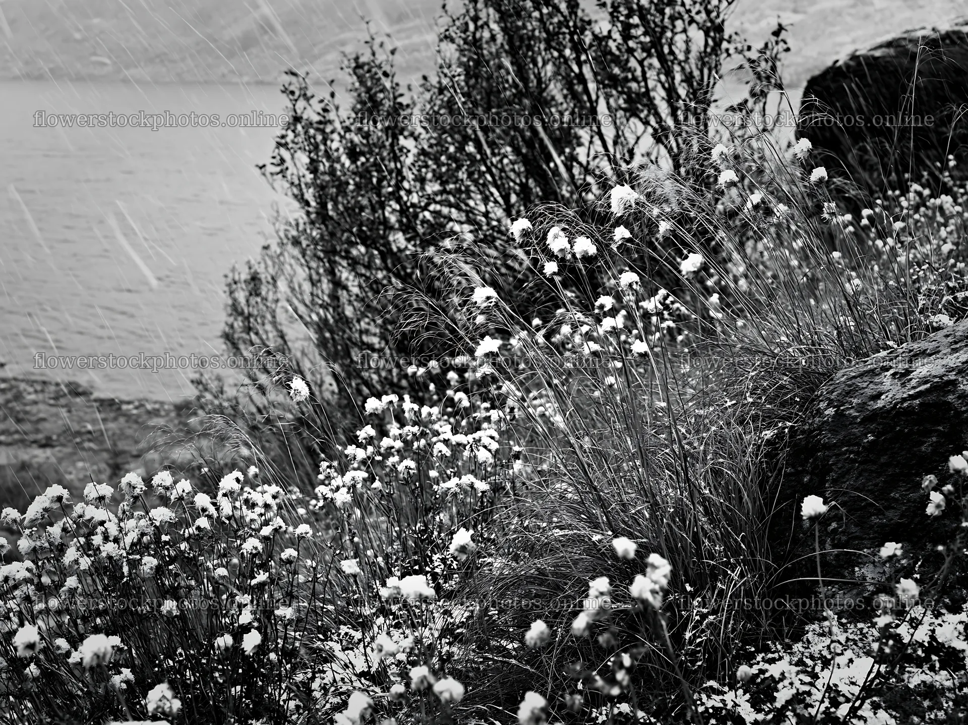 Meadow with seedheads near water during rain – flower stock photos 9174x6866