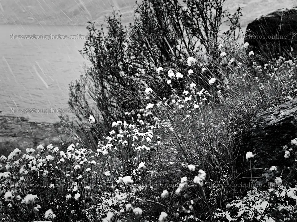 Meadow with seedheads near water during rain – flower stock photos 9174x6866