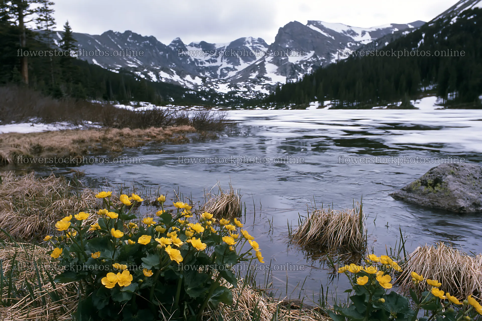 Frozen tarn meadow with flowers in early spring – flower stock photos 9722x6480