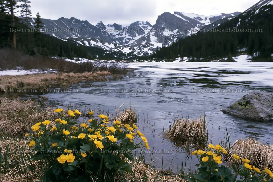 Frozen tarn meadow with flowers in early spring – flower stock photos 9722x6480
