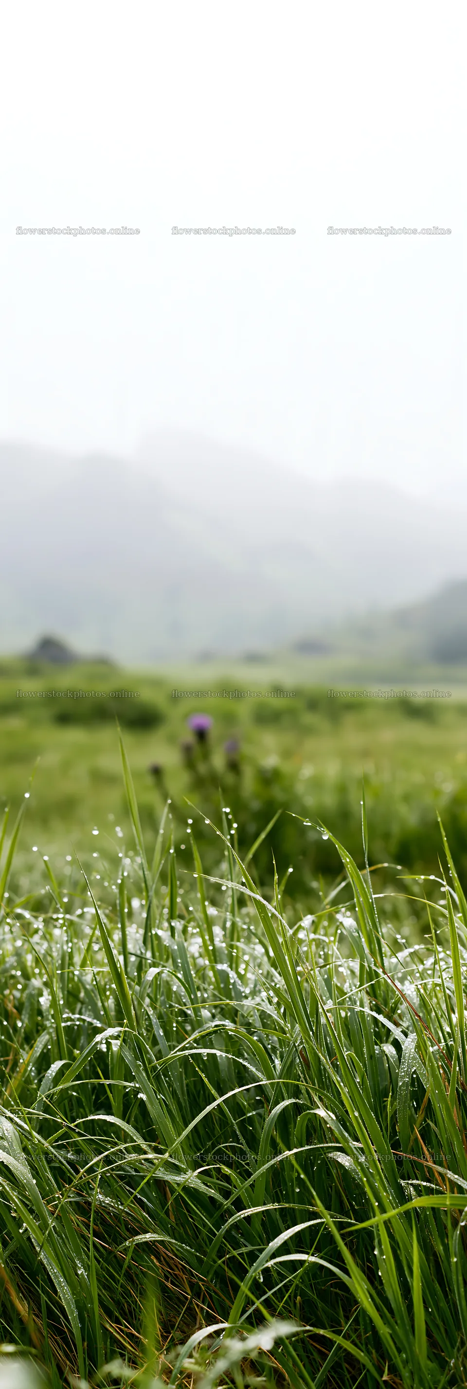 Meadow with dew in the morning light – flower stock photos 4602x13690