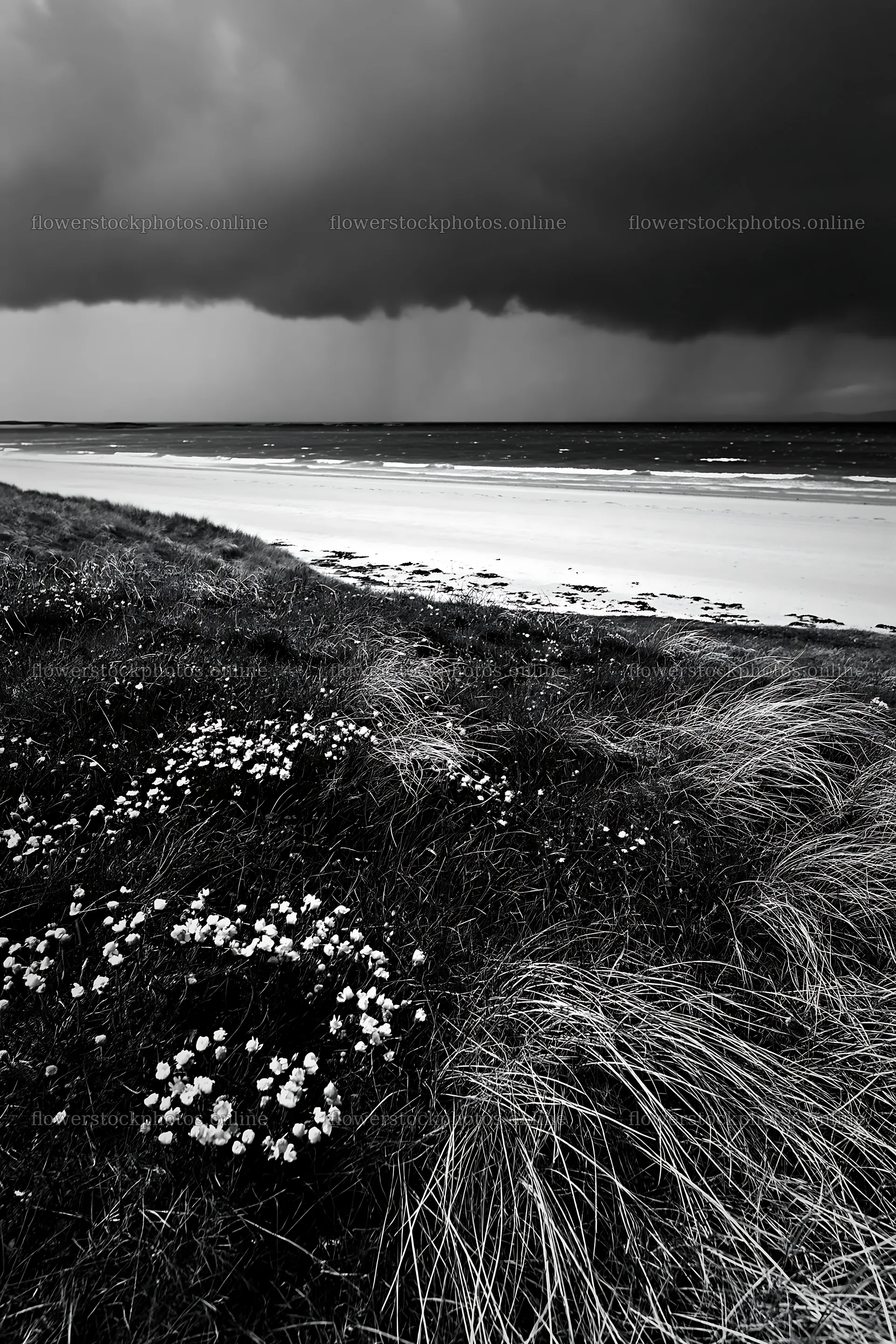 Climate-resilient meadow with dark clouds over sandy beach – flower stock photos 6480x9722
