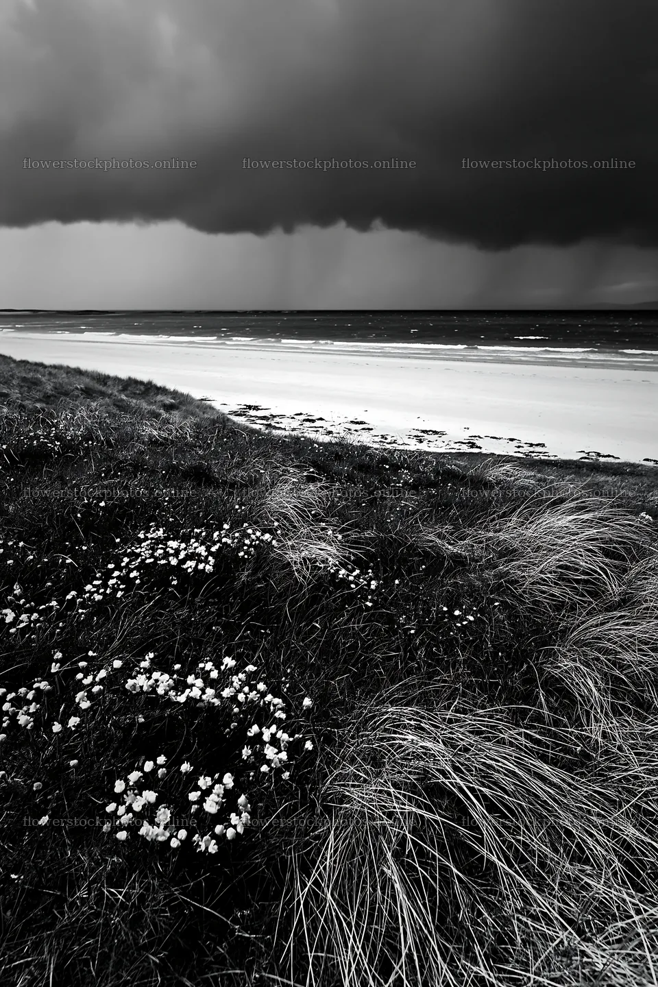 Climate-resilient meadow with dark clouds over sandy beach – flower stock photos 6480x9722