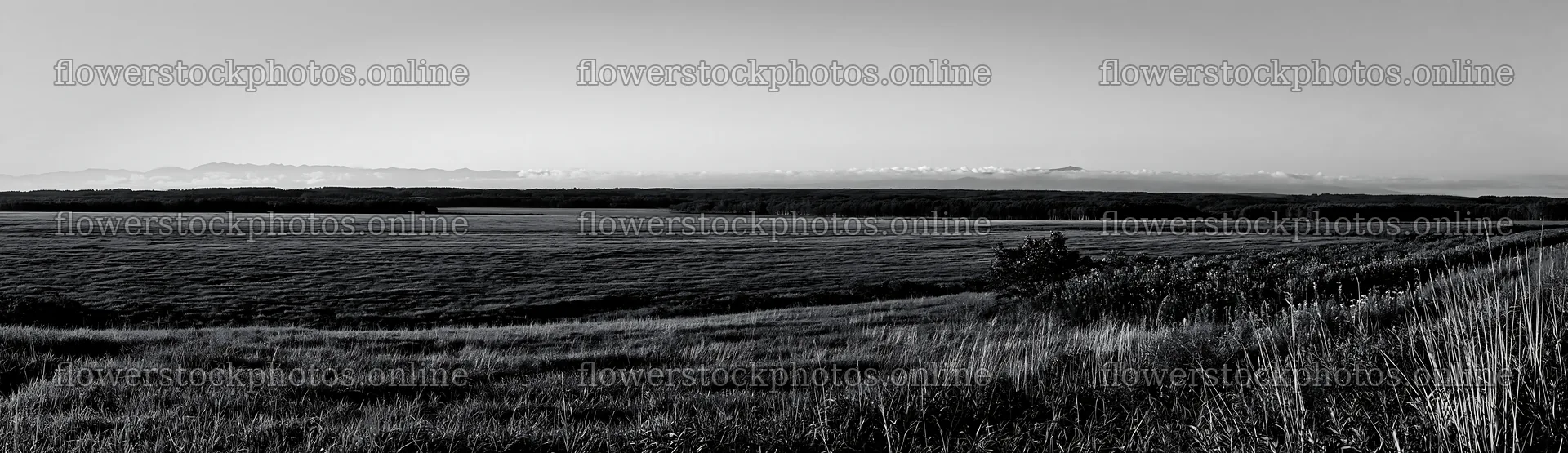 Expansive Hokkaido restoration meadow with dewdrops – flower stock photos 14762x4268