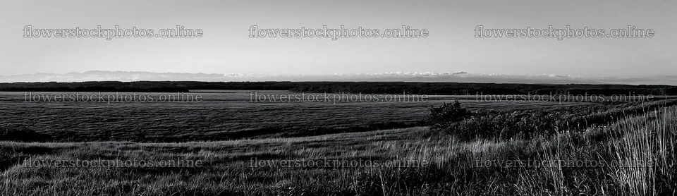 Expansive Hokkaido restoration meadow with dewdrops – flower stock photos 14762x4268