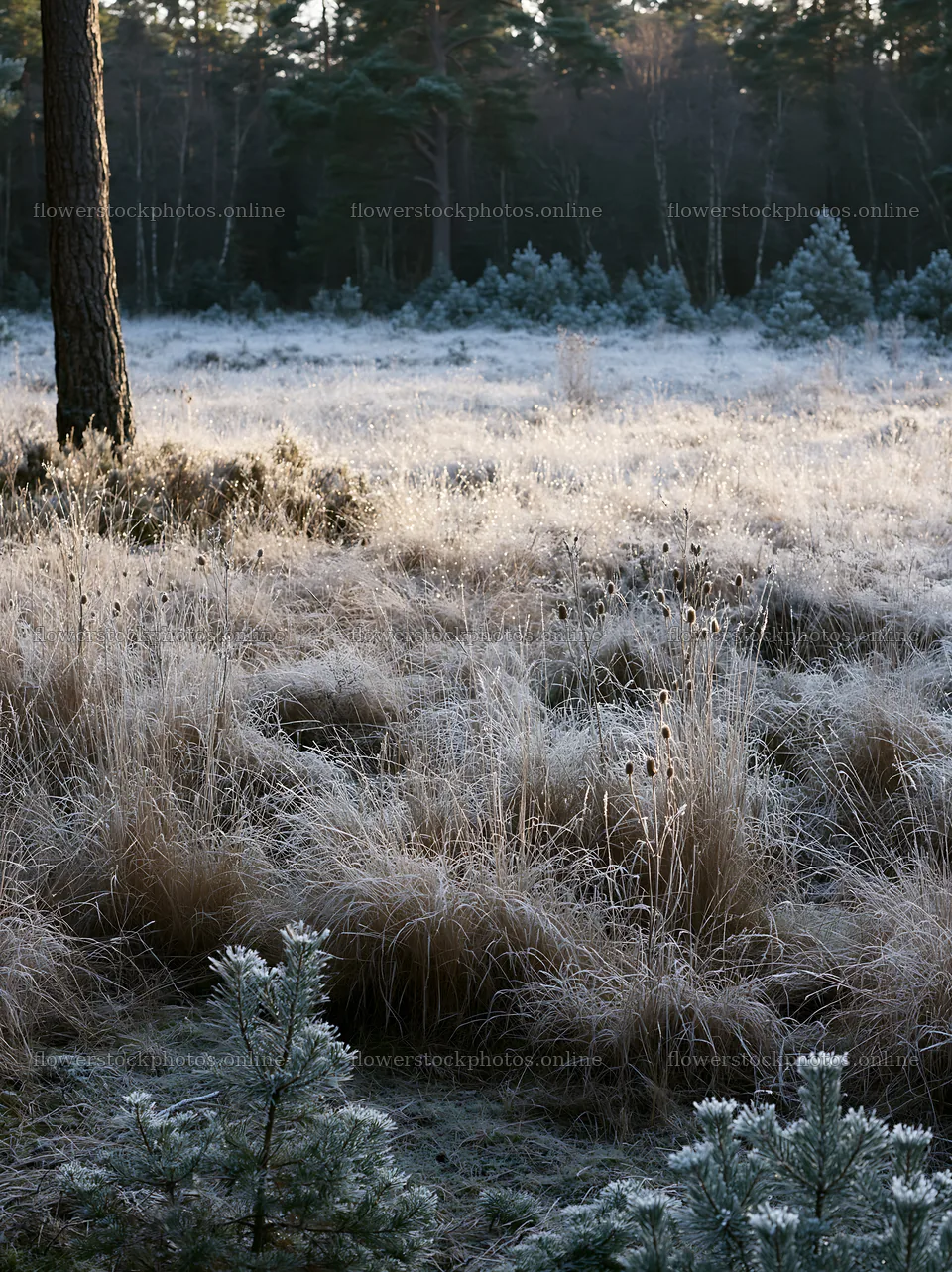 Frosty meadow in a pine forest during early morning light – flower stock photos 6866x9174