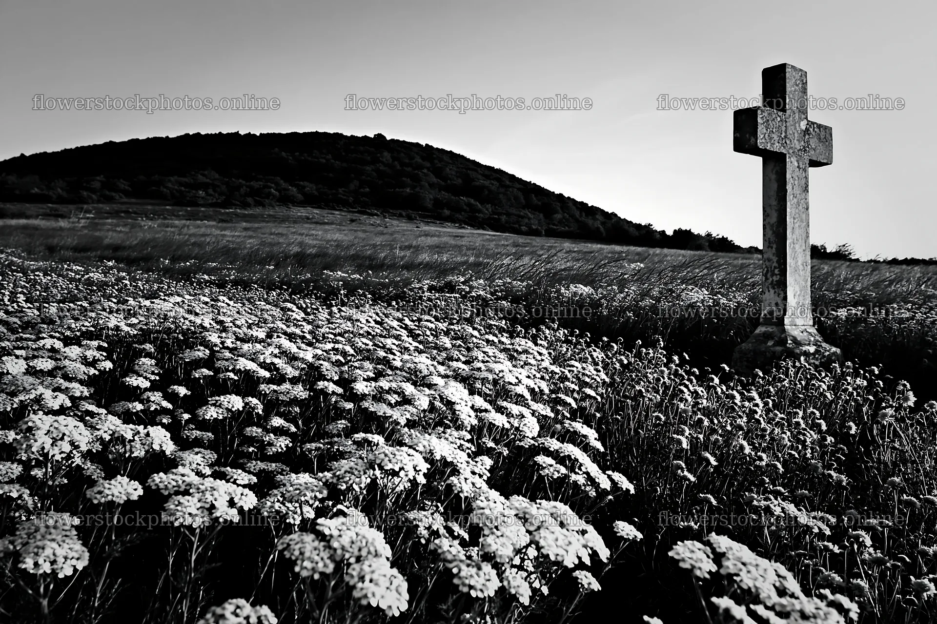 Christian cross in a meadow at blue hour – flower stock photos 9722x6480