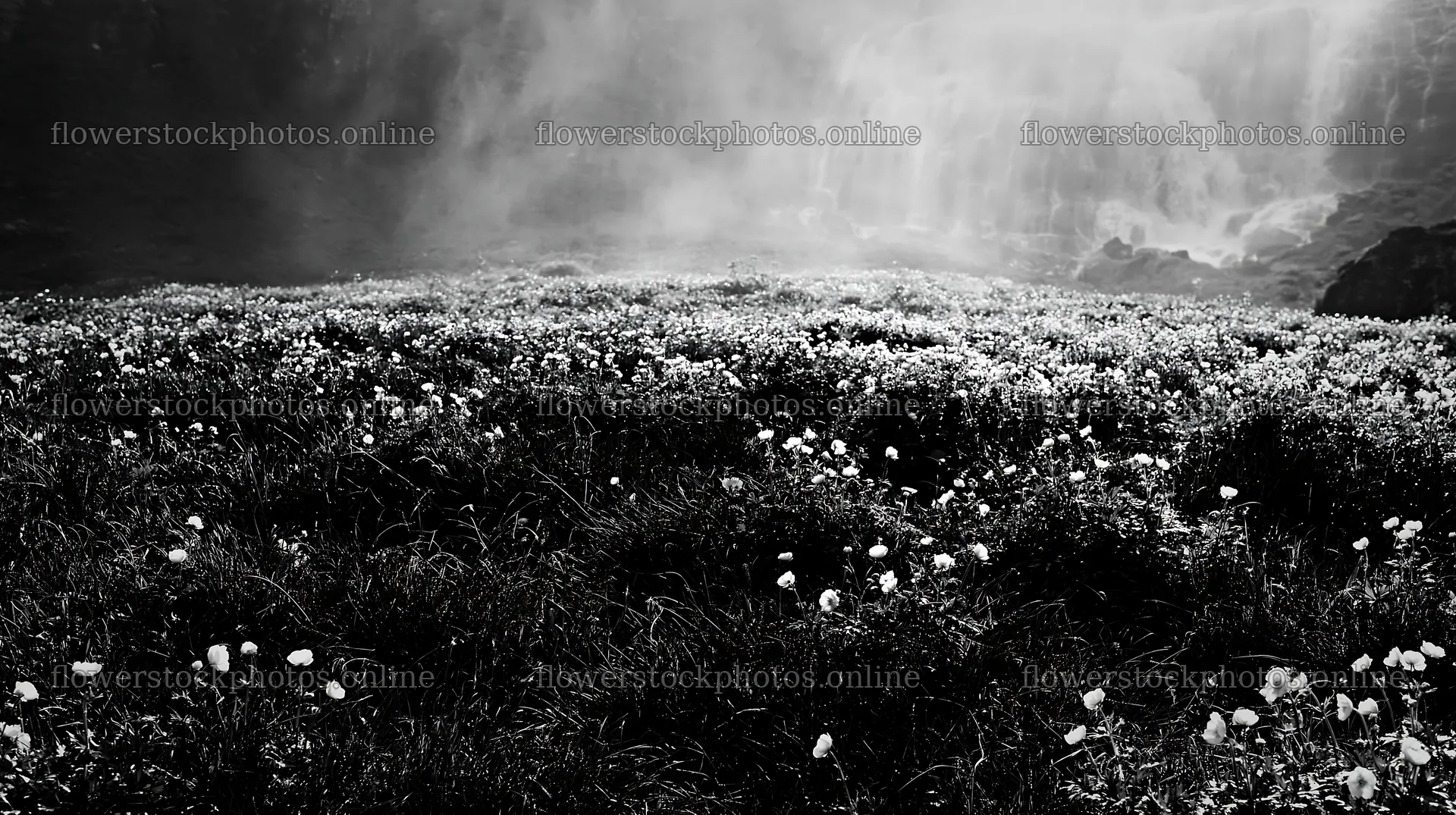 Misty waterfall with flowers in a meadow – flower stock photos 10608x5938