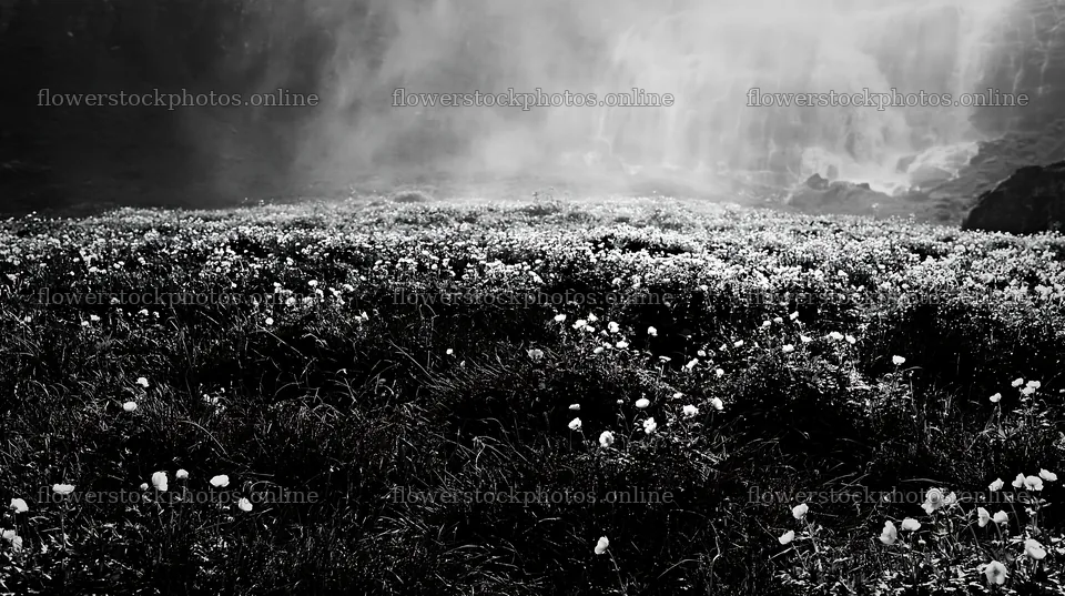 Misty waterfall with flowers in a meadow – flower stock photos 10608x5938