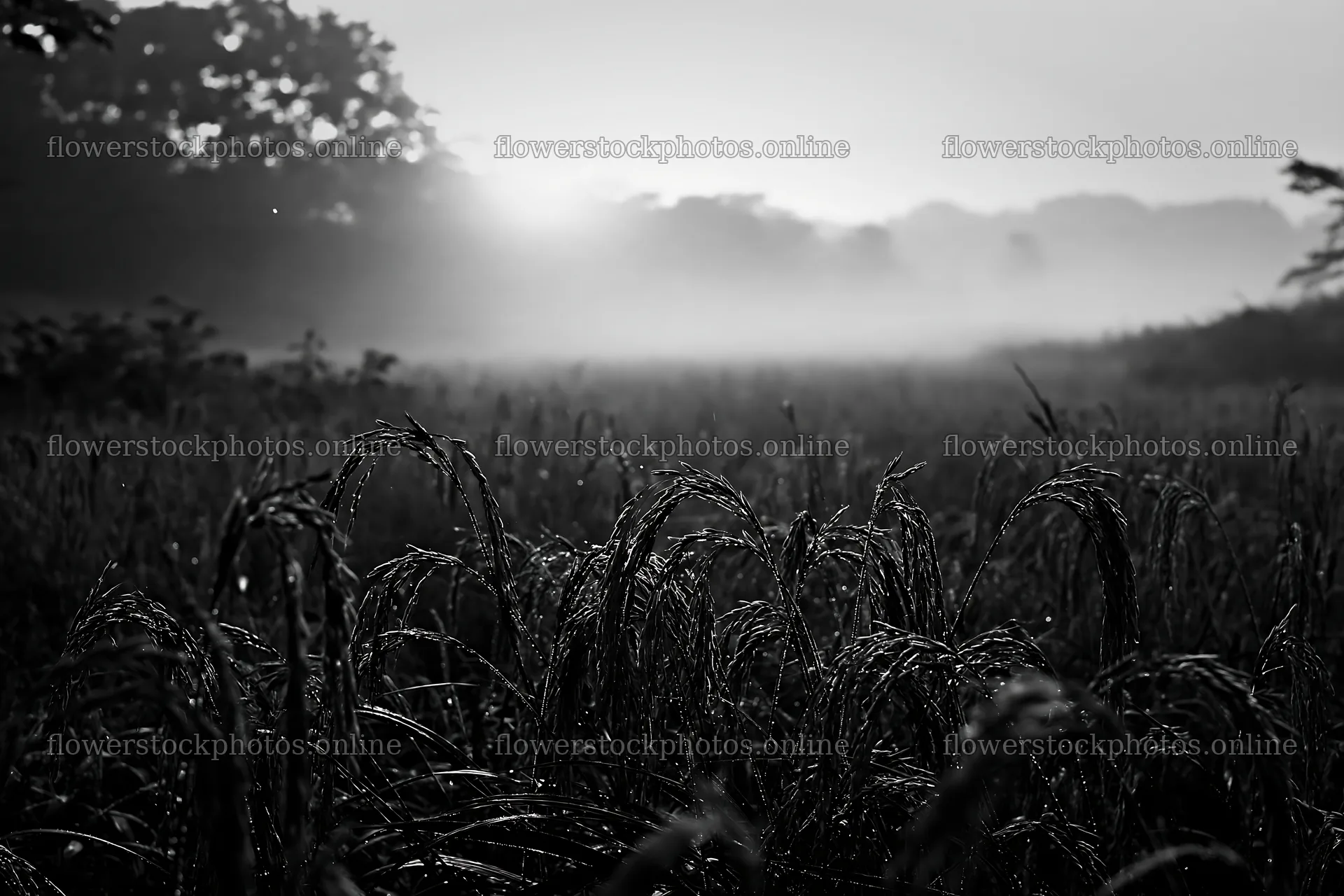 Iwate meadow seedheads in the rain at dawn – flower stock photos 9722x6480