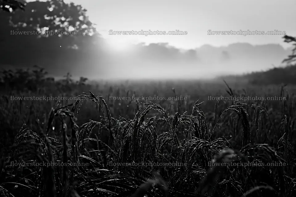 Iwate meadow seedheads in the rain at dawn – flower stock photos 9722x6480