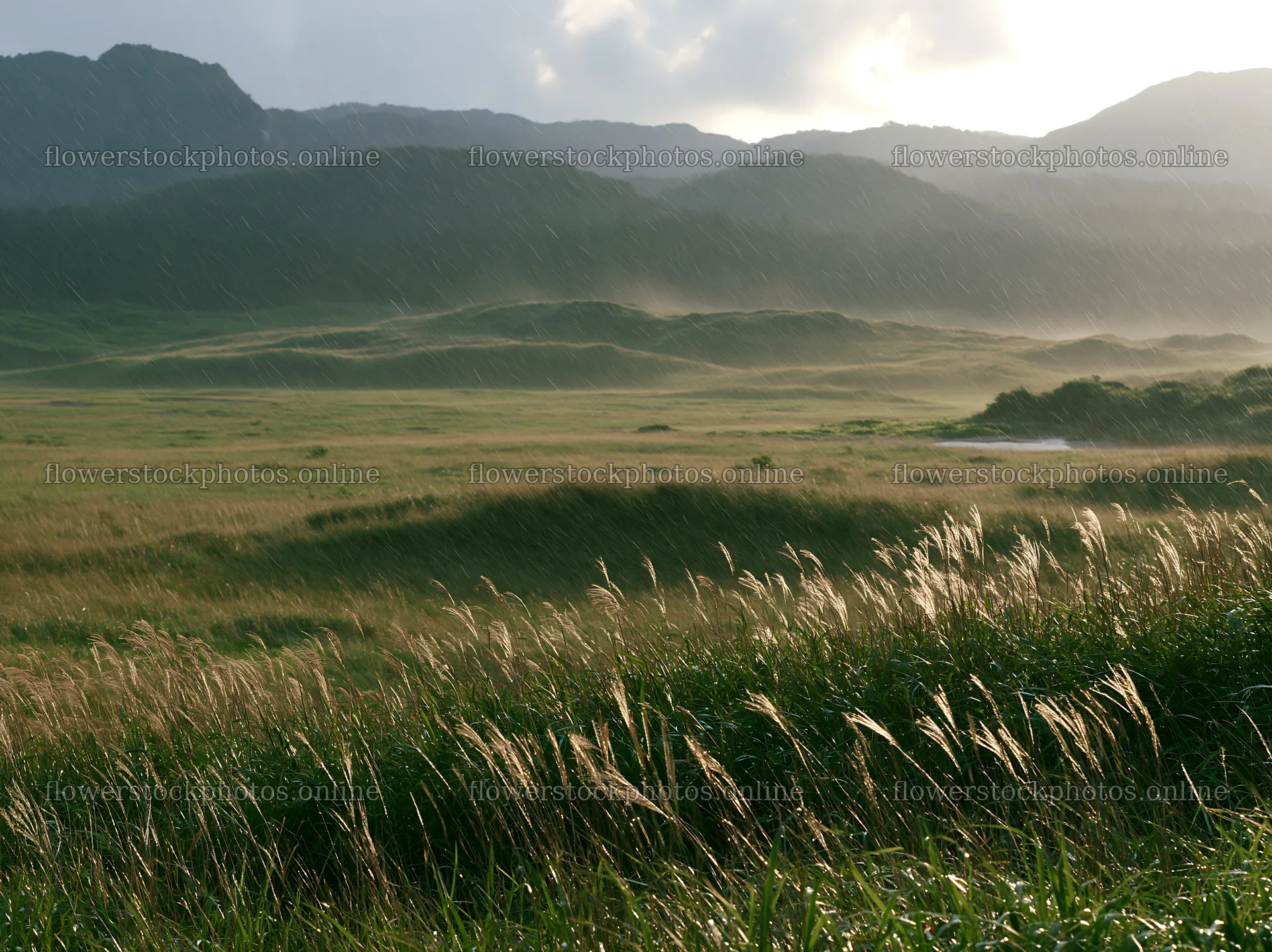 Tottori windy meadow with dune grasses in natural light – flower stock photos 9174x6866