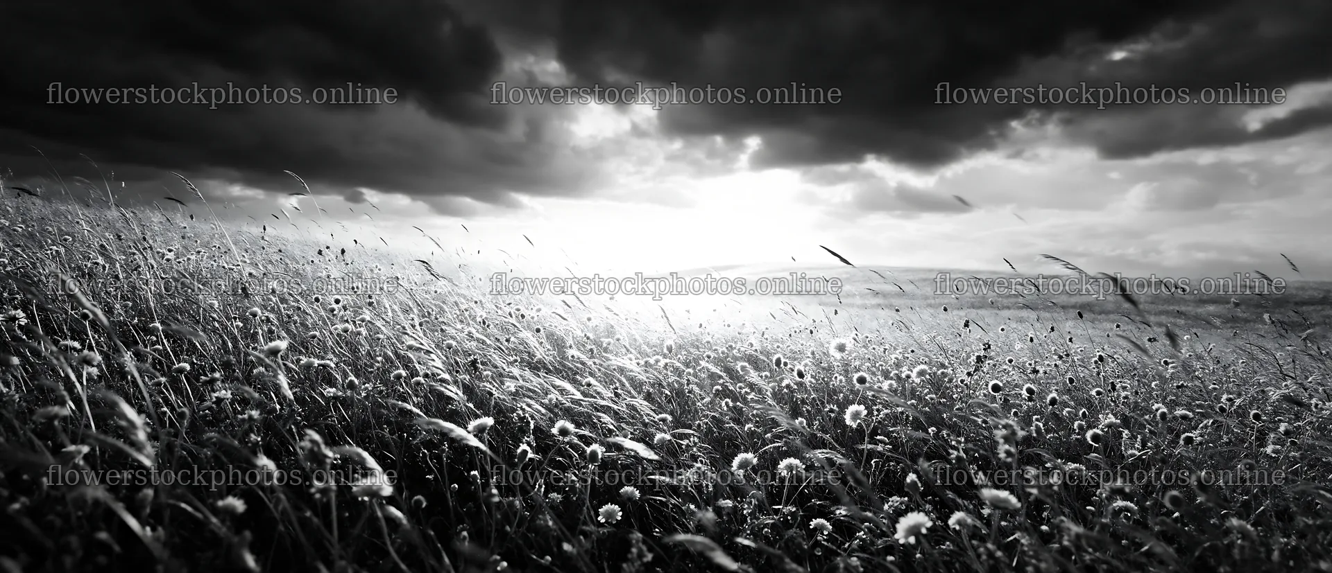 Sunny chalk meadow under a cloudy sky – flower stock photos 12094x5210