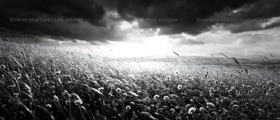 Sunny chalk meadow under a cloudy sky – flower stock photos 12094x5210