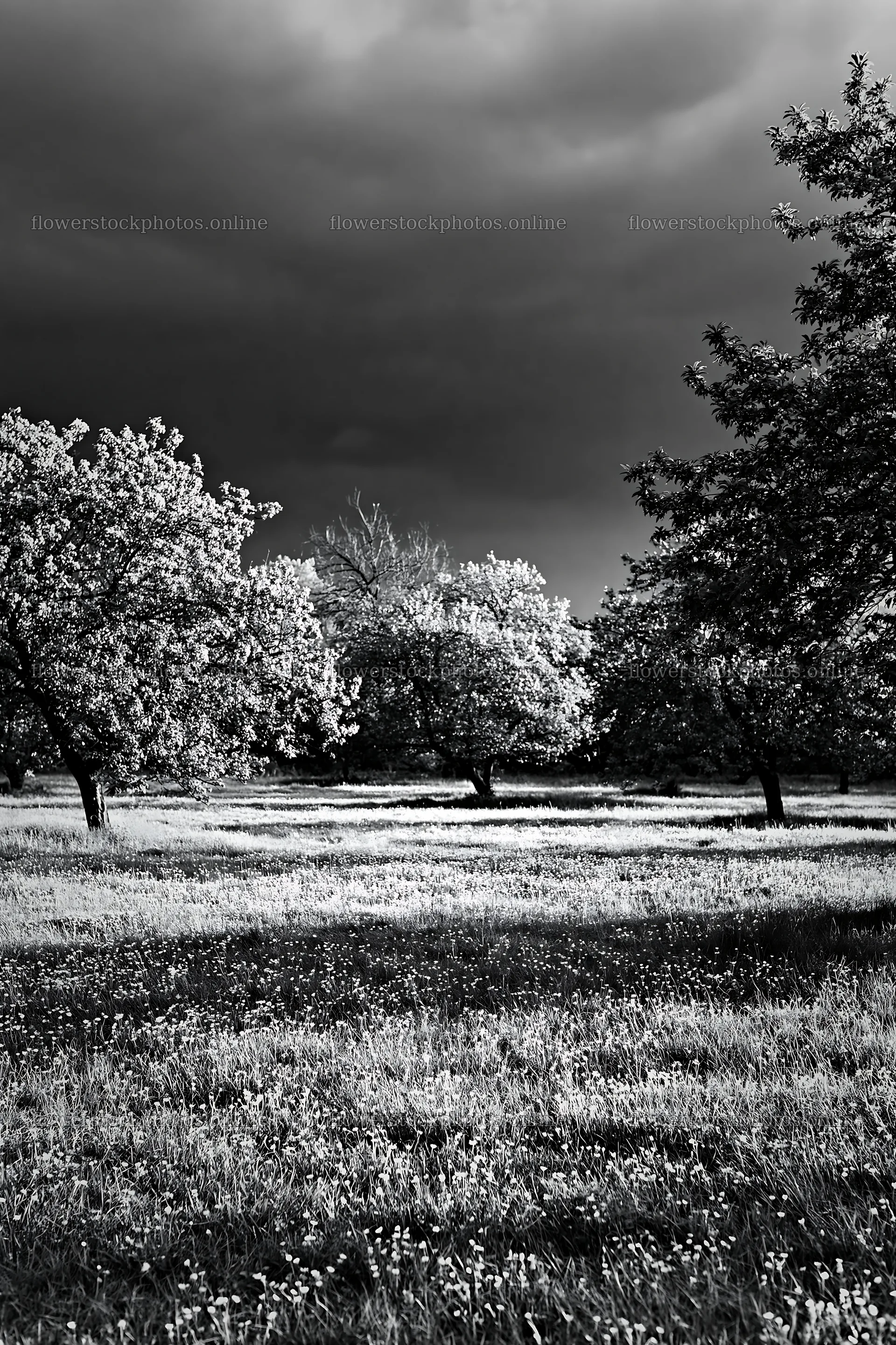 Spring orchard meadow with trees under dark clouds – flower stock photos 6480x9722