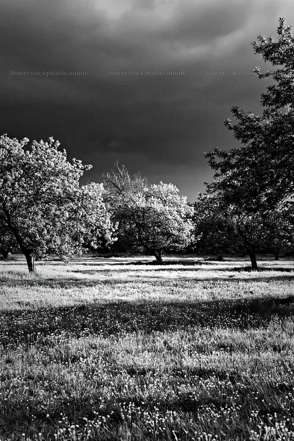 Spring orchard meadow with trees under dark clouds – flower stock photos 6480x9722