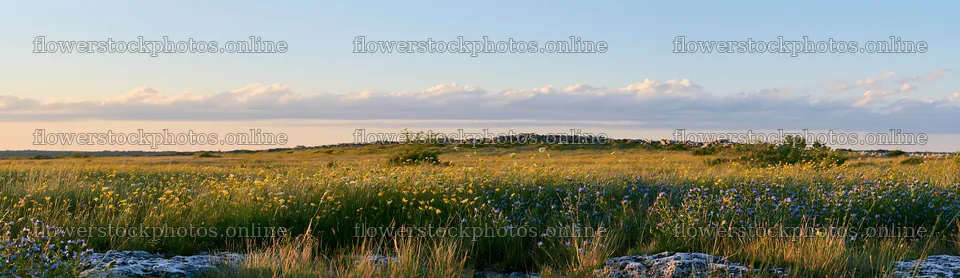 Regenerative meadow with wildflowers under a clear sky – flower stock photos 14762x4268
