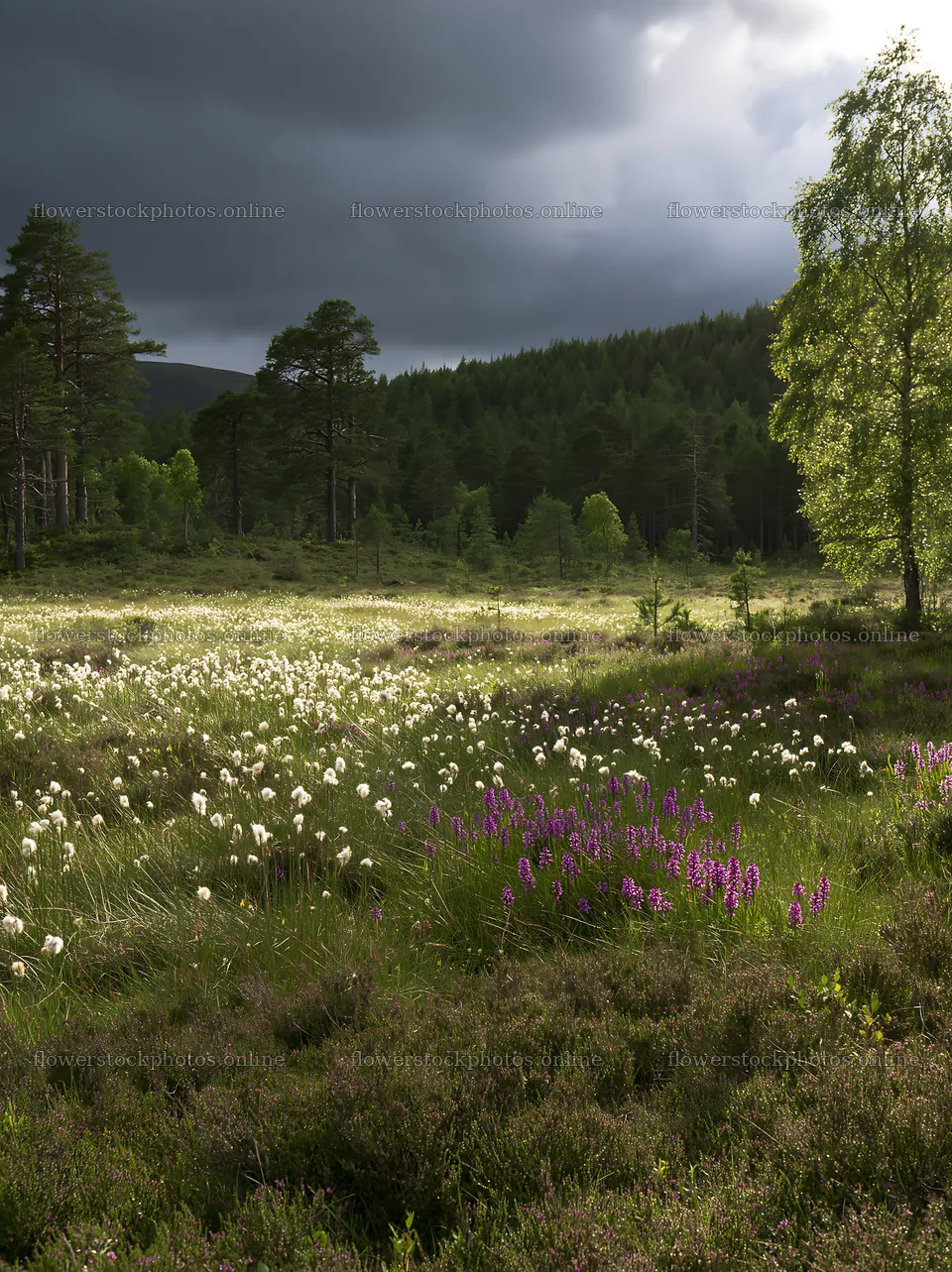 Pine forest meadow with wildflowers under a cloudy sky – flower stock photos 6866x9174