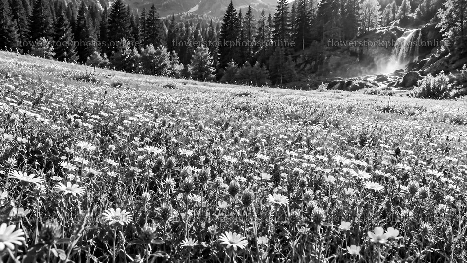 Monochrome Wildflower Forest Clearing with Rim Light – flower stock photos 10324x5812