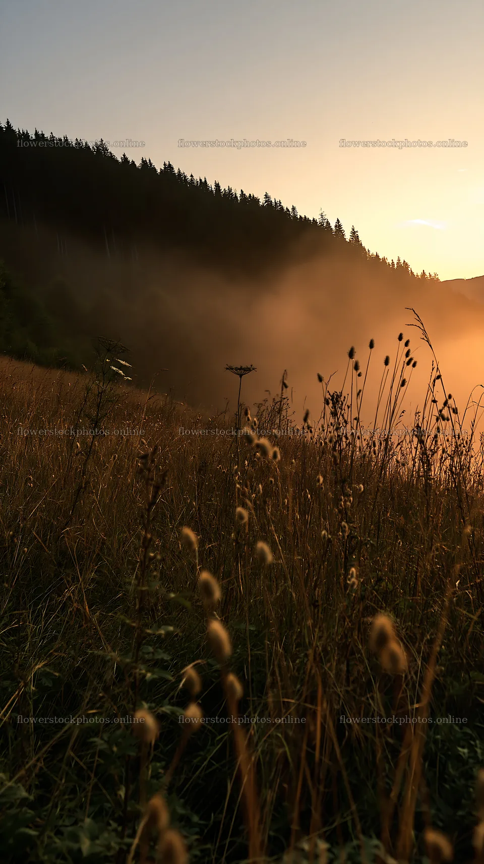 Meadow seedheads backlit at dusk in the mountains – flower stock photos 5938x10608