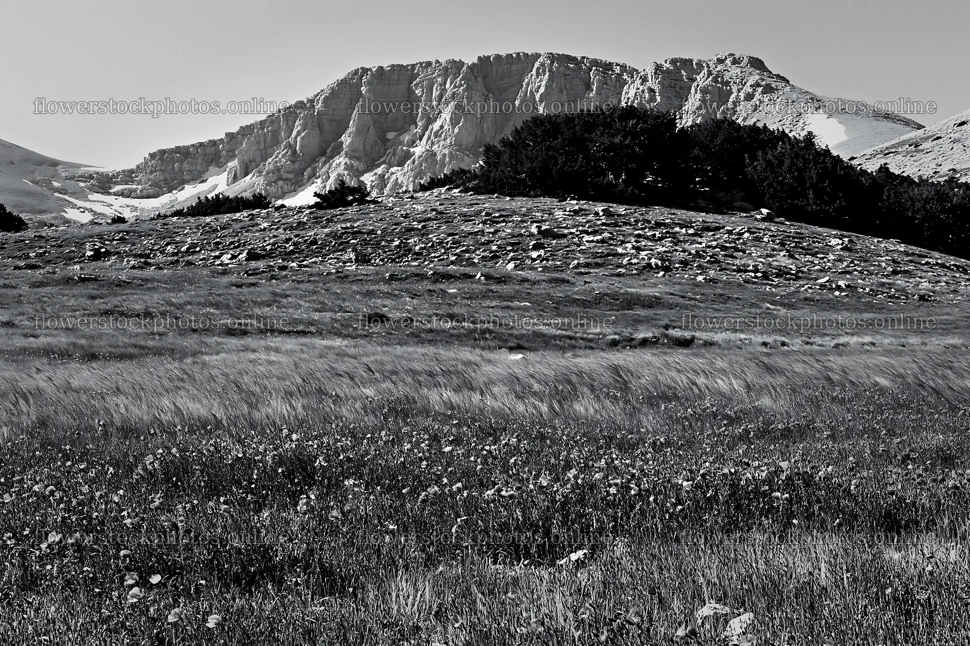 Poppy flax meadow under a mountain during the day – flower stock photos 9722x6480