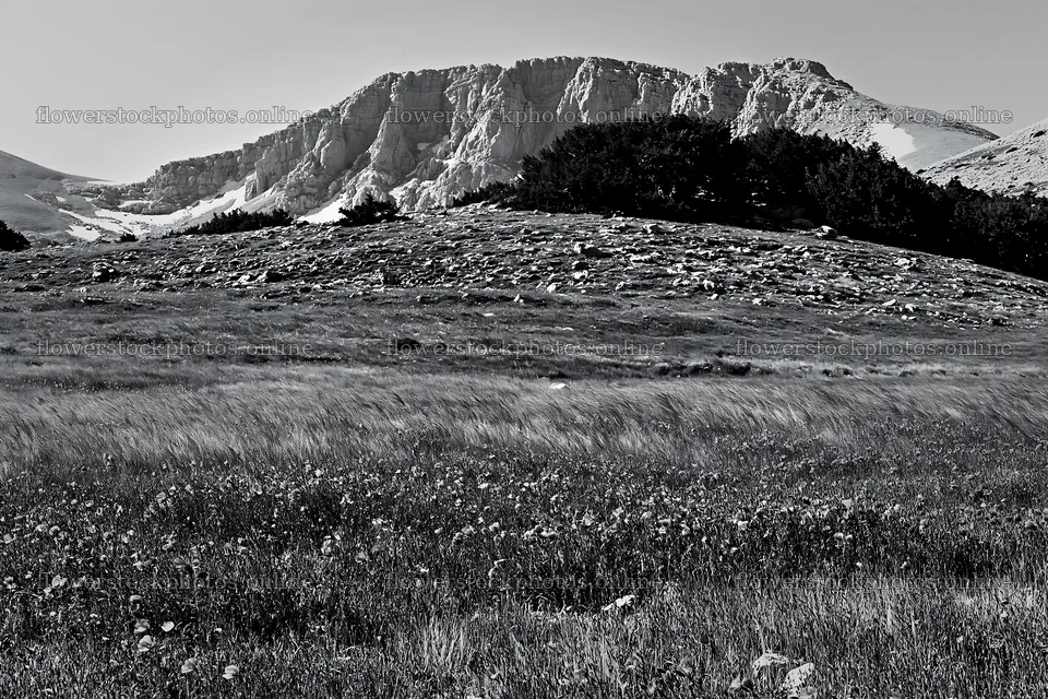 Poppy flax meadow under a mountain during the day – flower stock photos 9722x6480
