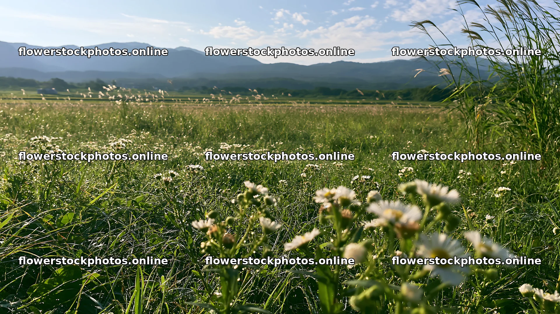 Niigata floodplain restoration meadow dew foreground – flower stock photos 10608x5938
