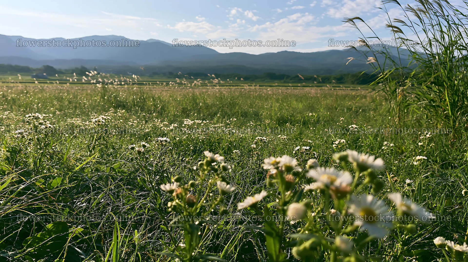 Niigata floodplain restoration meadow dew foreground – flower stock photos 10608x5938