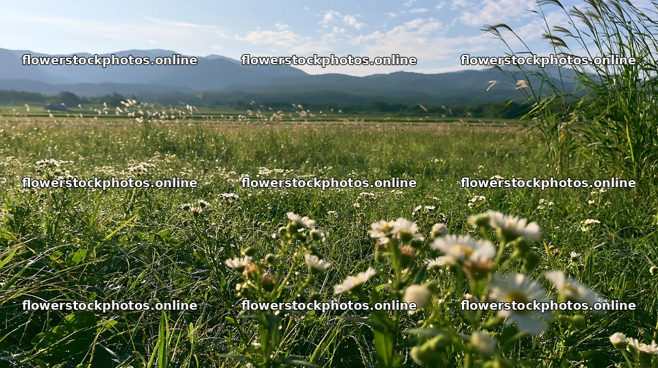 Niigata floodplain restoration meadow dew foreground – flower stock photos 10608x5938
