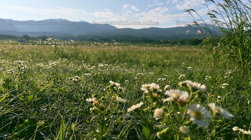 Niigata floodplain restoration meadow dew foreground – flower stock photos 10608x5938