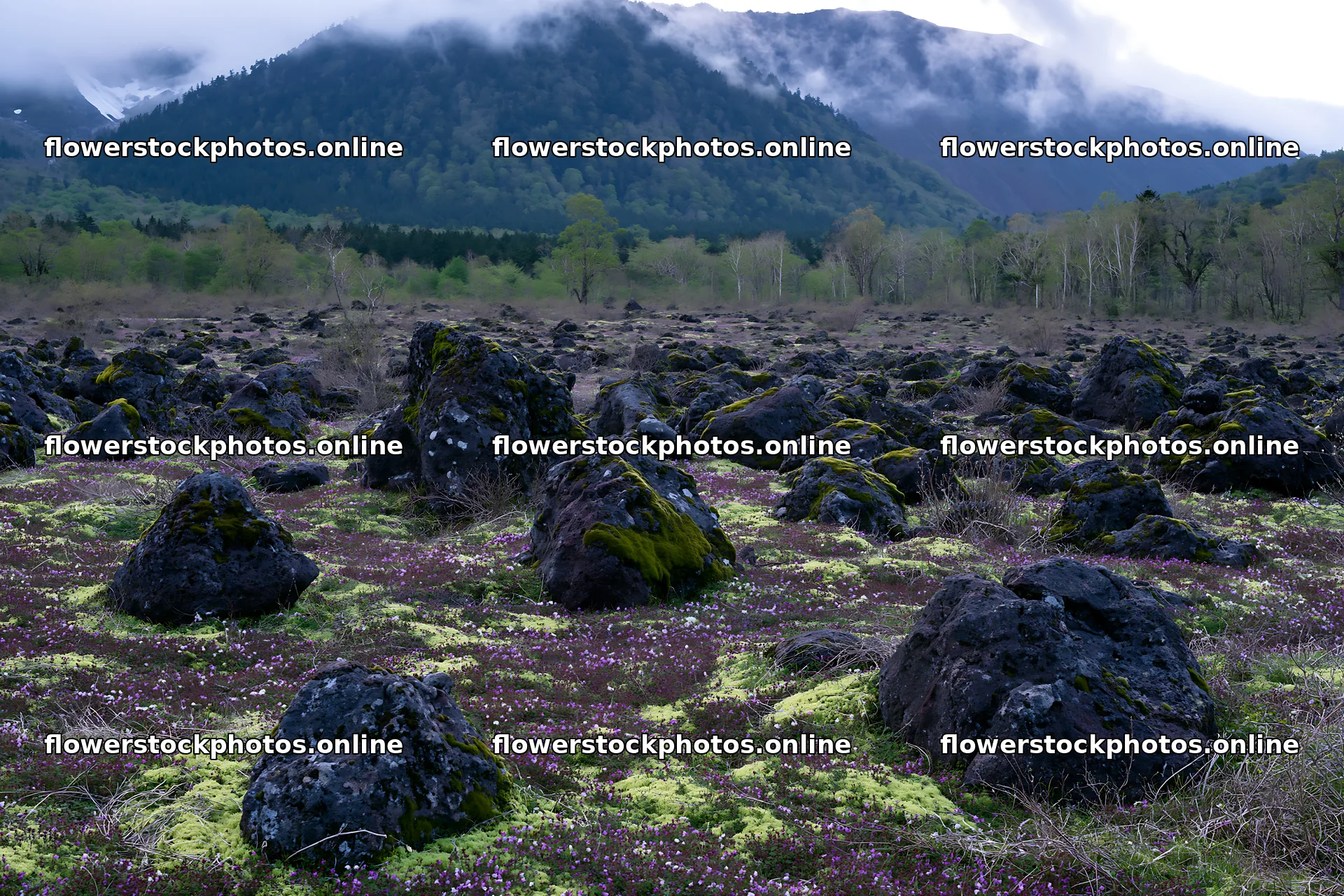 Miyagi spring recovery meadow mossy stone with scattered boulders – flower stock photos 9722x6480