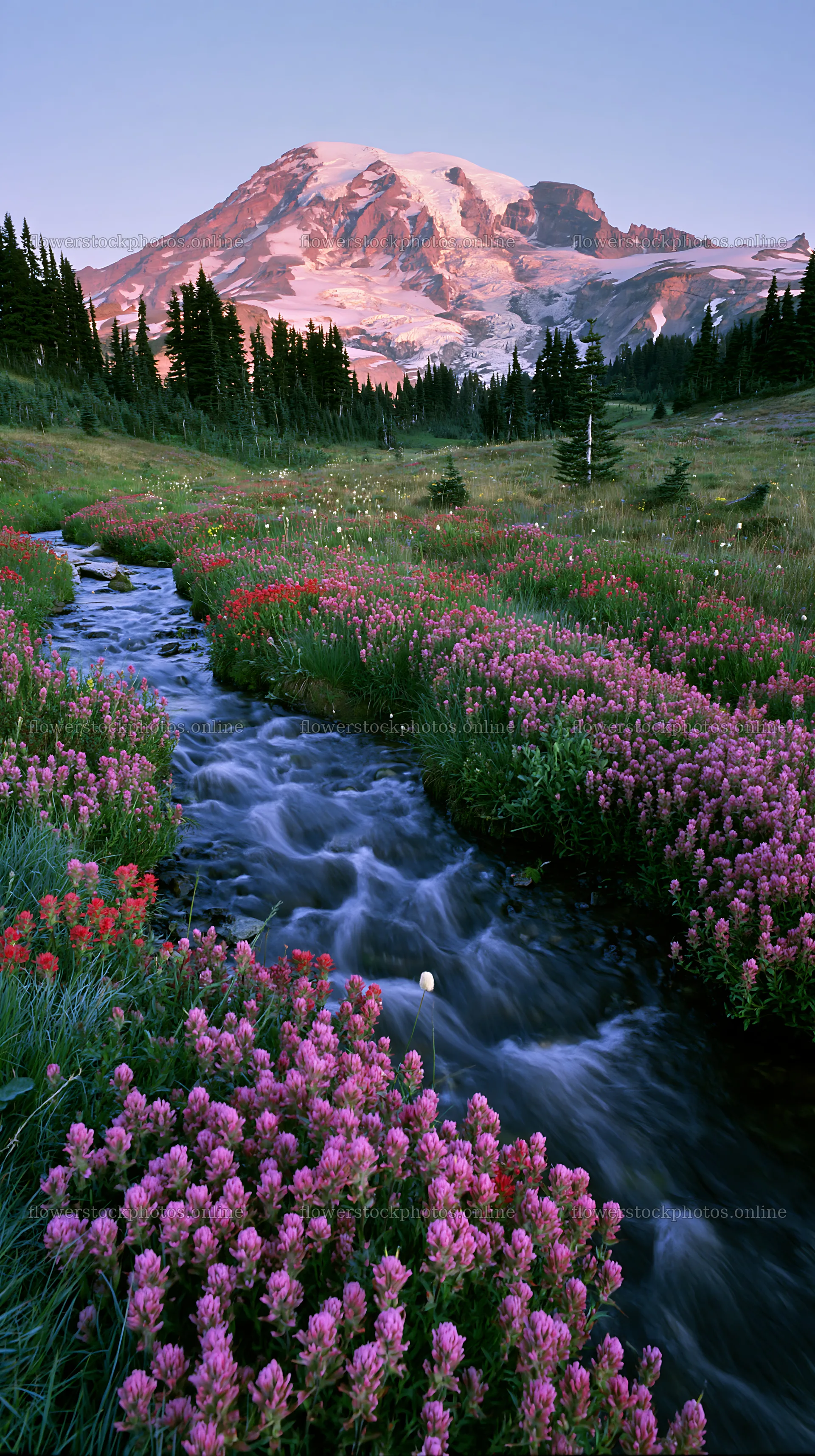 Mount Rainier wildflower meadow at sunrise with flowing stream – flower stock photos 5938x10608