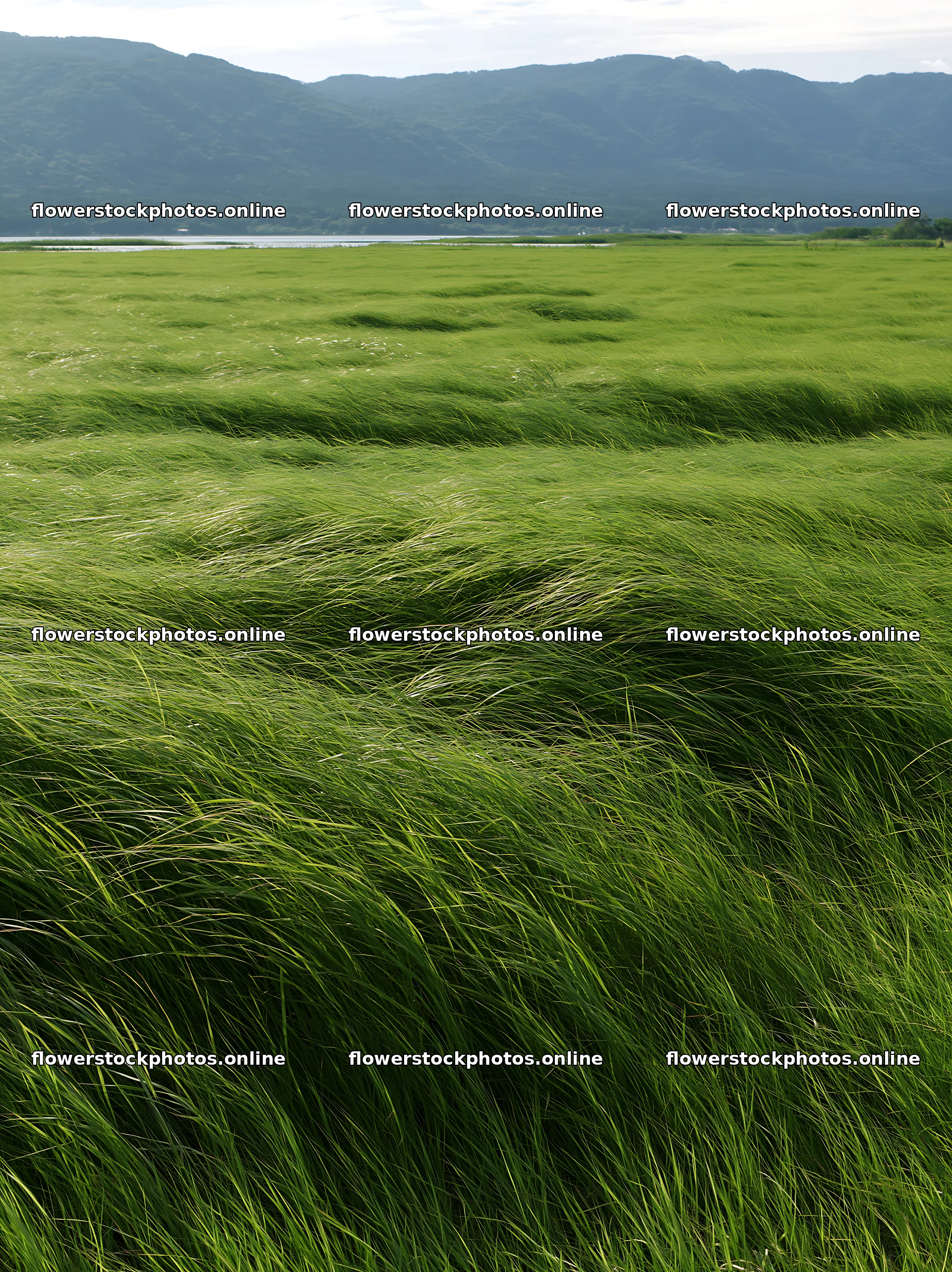 Shiga wetland meadow climate adaptation reeds sway in the wind – flower stock photos 6866x9174